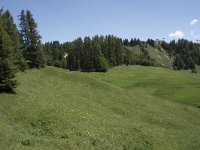 I, Sued-Tirol, Corvara, Col Alt 7, Saxifraga-Willem van Kruijsbergen