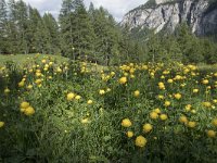 I, Sued-Tirol, Corvara, Kolfuschg 10, Saxifraga-Willem van Kruijsbergen