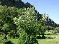 E, Cadiz, Grazalema, Sierra de Grazalema 2, Saxifraga-Dirk Hilbers