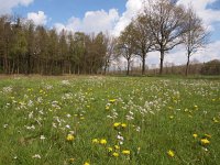 NL, Drenthe, Aa en Hunze, Grolloo 1, Saxifraga-Hans Dekker