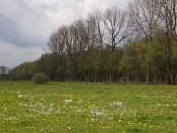 NL, Drenthe, Aa en Hunze, Grolloo 2, Saxifraga-Hans Dekker