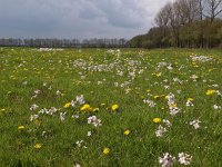 NL, Drenthe, Aa en Hunze, Grolloo 3, Saxifraga-Hans Dekker