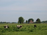 NL, Drenthe, Meppel, Nijeveen 1, Saxifraga-Hans Dekker