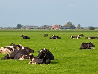 Resting cows in dutch agricultural landscape  Resting cows in dutch agricultural landscape : agrarisch, agrarische, agricultural, agriculture, animal, background, bio industie, bioindustrie, blue, boarnsterhim, boerderij, cattle, close, clouds, color, country, countryside, cow, creative nature, dairy, day, dutch, economy, environment, europe, european, farm, farming, farmland, fence, field, fresh, friesland, frisian, gate, grass, grassland, graze, grazing, green, hek, holland, intensief, intensieve, koe, koeien, lanbouwhuisdier, land, landbouw, landscape, landschap, livestock, mammal, meadow, melkvee, melkveehouderij, milk, nature, nederland, outdoor, outside, pastoral, pasture, platteland, red, rudmer zwerver, rund, rural, scene, silo, sky, spring, summer, vee, view, weiland, white