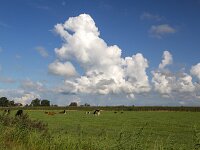 Cumulus clouds above typical open wide countryside of Dutch province Friesland  Cumulus clouds above typical open wide countryside of Dutch province Friesland : countryside, open wide, room, flat, agriculture, agricultural, farmland, green, blue sky, white clouds, clouds, meadow, pasture, rural, rural landscape, landscape, non-urban landscape, outside, nature, natural, outdoor, outdoors, no people, nobody, summer, summertime, day, daytime, Oudega, Aldegea, sudwest-fryslan, friesland, fryslan, netherlands, holland, dutch, europe, european, horizon, non-urban scene, cumulus, cloud