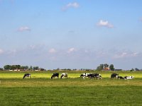 Typical rural landscape of Dutch province Friesland  Typical rural landscape of Dutch province Friesland : sky, outside, outdoor, landscape, rural landscape, countryside, rural scene, non-urban scene, land, Friesland, Dutch, Holland, Netherlands, Europe, European, no people, nobody, summer, summertime, spring, springtime, farm, farmland, agriculture, agricultural, grass, grassland, meadow, plain, room, blue, horizon, horizon over land, cow, cows, livestock, Fryslan