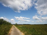 NL, Gelderland, Doesburg 1, Saxifraga-Bart Vastenhouw