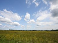 NL, Gelderland, Doesburg 2, Saxifraga-Bart Vastenhouw