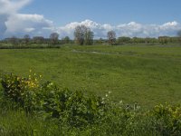 NL, Gelderland, Maasdriel, Buitenpolder Heerewaarden 3, Saxifraga-Jan van der Straaten