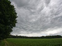 NL, Gelderland, Montferland, Stokkum 1, Saxifraga-Bart Vastenhouw