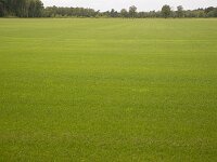 Field to cultivate grass for playing fields  Field to cultivate grass for playing fields : landscape, rural landscape, rural scene, non-urban scene, non-urban landscape, rural, nobody, summer, summertime, parcel, cultivate, cultivation, cultivating, grow, growing, growth, grass, grassy, sporting field, sporting fields, horticulture, hortcultural, agriculture, agricultural, outdoor, outside, outdoors, field, green, uniform, no people