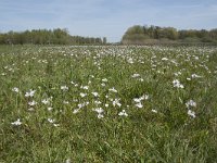 NL, Noord-Brabant, Goirle, Landgoed De Hoevens 10, Saxifraga-Willem van Kruijsbergen