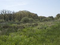 NL, Noord-Brabant, Goirle, Landgoed De Hoevens 7, Saxifraga-Willem van Kruijsbergen