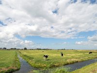 NL, Noord-Holland, Waterland, near Marken 1, Saxifraga-Tom Heijnen