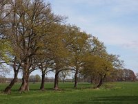 NL, Overijssel, Hardenberg, Holthone 2, Saxifraga-Hans Dekker