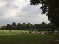 Roodbonte koeien rustend : agriculture, cattle, cows, peace, red and white, relaxation, rest