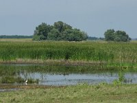 H, Hadju-Bihar, Hortobagy, Pusztakocs 1, Saxifraga-Dirk Hilbers