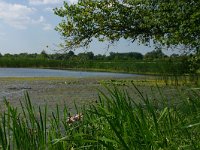 H, Hadju-Bihar, Hortobagy, Tisza lake 1, Saxifraga-Dirk Hilbers