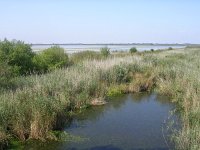 H, Hajdu-Bihar, Hortobagy NP 1, Saxifraga-Henk Sierdsema