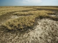 H, Hajdu-Bihar, Hortobagy, Hortobagy NP 8, Saxifraga-Gabor Kovacs : Kunmadaras,totálok,f.gyik,sz.szmarha