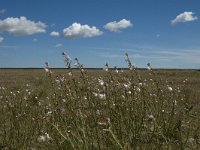 F, Bouches-du-Rhone, Saint-Martin-de-Crau, Peau de Meau 3, Saxifraga-Marijke Verhagen