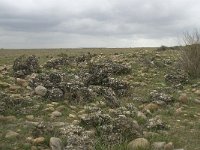 F, Bouches-du-Rhone, Saint-Martin-de-Crau, Peau de Meau 42, Saxifraga-Willem van Kruijsbergen