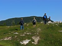 Subalpine, boreal and alpine grasslands-Subalpine, boreale en alpine Grazige vegetaties