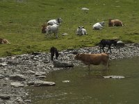 F, Ariege, Seix, Etang de Pra Matau 4, Saxifraga-Willem van Kruijsbergen