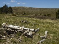 F, Lozere, Le Pont-de-Monvert, Finiels 54, Saxifraga-Marijke Verhagen