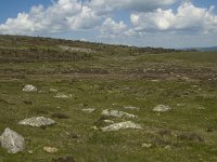 F, Lozere, Le Pont-de-Monvert, Finiels 55, Saxifraga-Marijke Verhagen