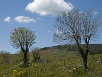 F, Lozere, Le Pont-de-Monvert, Finiels 70, Saxifraga-Marijke Verhagen