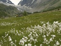 CH, Wallis, Blatten, Loetschental 14, Saxifraga-Willem van Kruijsbergen