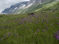 CH, Wallis, Blatten, Loetschental 24, Saxifraga-Willem van Kruijsbergen