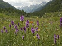 CH, Wallis, Blatten, Loetschental 9, Saxifraga-Willem van Kruijsbergen