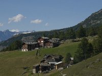 CH, Wallis, Saas Grund, Tewald 2, Saxifraga-Willem van Kruijsbergen