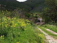 GR, Corfu, Loutses, Paleo Perithia 11, Saxifraga-Hans Dekker