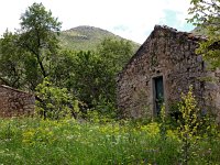 GR, Corfu, Loutses, Paleo Perithia 9, Saxifraga-Hans Dekker