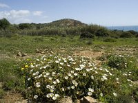 P, Faro, Burgau 14, Saxifraga-Willem van Kruijsbergen