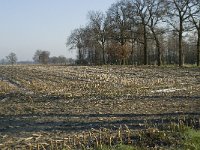 B, Antwerpen, Merksplas, Koekhoven, 6, Saxifraga-Willem van Kruijsbergen