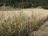 D, Rheinland-Pfalz, Meerfeld 1, Saxifraga-Willem van Kruijsbergen