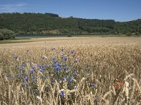 D, Rheinland-Pfalz, Meerfeld 4, Saxifraga-Willem van Kruijsbergen