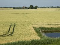 D, Schleswig-Holstein, Nordstrand, Dreisprung 16, Saxifraga-Jan van der Straaten