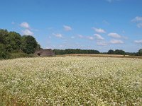 NL, Drenthe, Midden-Drenthe, Orvelte 27, Saxifraga-Hans Dekker