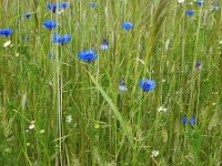 NL, Drenthe, Midden-Drenthe, Orvelte 51, Saxifraga-Hans Dekker