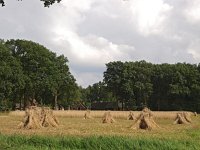 NL, Drenthe, Westerveld, Lhee 12, Saxifraga-Hans Dekker