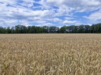 Typical rural landscape with cornfield of eastern part of Dutch province Gelderland  Typical rural landscape with cornfield of eastern part of Dutch province Gelderland : Winterswijk, Achterhoek Gelderland, Netherlands, Dutch, Holland, nature, natural, farm, farmland, field, tree, trees, rural landscape, landscape, rural scene, non-urban landscape, non-urban scene, outside, outdoor, outdoors, no people, nobody, summer, summertime, cloud, clouds, cloudy, sky, skyscape, blue, cornfield, corn, wheat, ripe, yellow, wheatfield