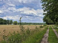 Typical rural landscape with cornfield of eastern part of Dutch province Gelderland  Typical rural landscape with cornfield of eastern part of Dutch province Gelderland : Winterswijk, Achterhoek Gelderland, Netherlands, Dutch, Holland, nature, natural, farm, farmland, grass, grassy, field, tree, trees, rural landscape, landscape, rural scene, non-urban landscape, non-urban scene, outside, outdoor, outdoors, no people, nobody, summer, summertime, cloud, clouds, cloudy, sky, skyscape, blue, cornfield, whaetfield, corn, wheat, ripe, yellow, track, forest