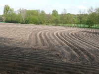 NL, Gelderland, Winterswijk, near Winterswijk 2, Saxifraga-Tom Heijnen