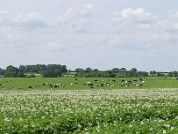 NL, Limburg, Eijsden-Margraten, near Banholt 1, Saxifraga-Tom Heijnen