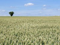 NL, Limburg, Eijsden-Margraten, near Terlinden 1, Saxifraga-Tom Heijnen